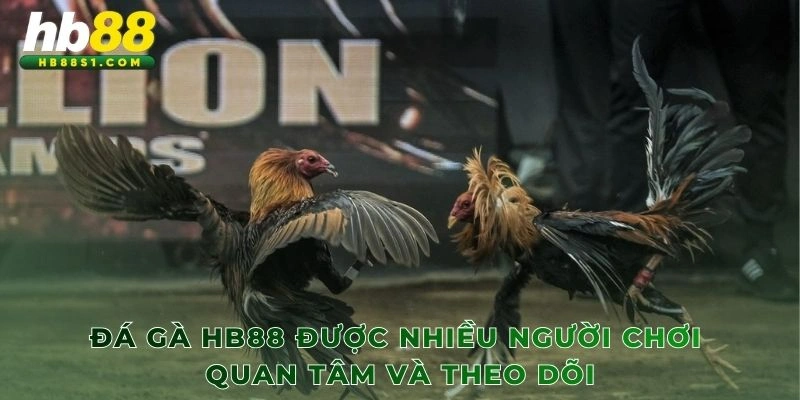 Đá Gà HB88 được nhiều người chơi quan tâm và theo dõi