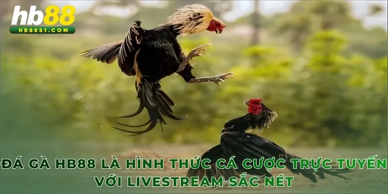 Đá gà HB88 là hình thức cá cược trực tuyến với livestream sắc nét